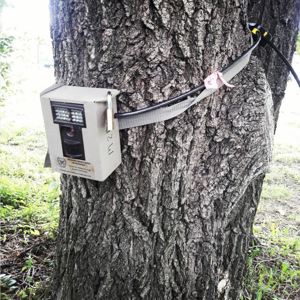 Indy Wildlife Watch, camera trap